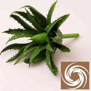 Aloe Vera - Sötétzöld