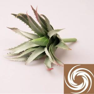 Aloe Vera - Világoszöld