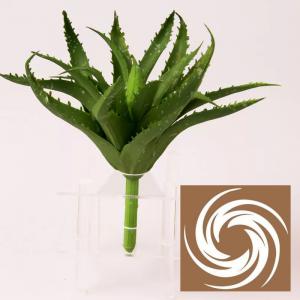 Aloe Vera - Sötétzöld