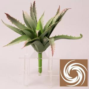 Aloe Vera - Világoszöld