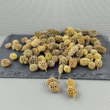 KISÖPRŐ AKCIÓ! Casuarina - Falfestékes Zöld 5 dkg