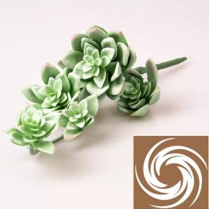 Kövirózsa - Világoszöld