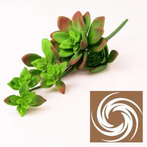 Kövirózsa - Zöld-Mályva