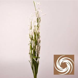 Macifüves csokor - Fehér