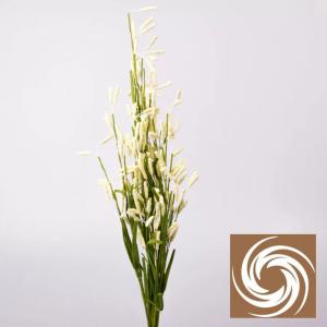 Macifüves csokor - Krém