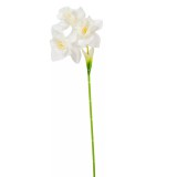 Nárcisz 3 virágú 46 cm - Fehér