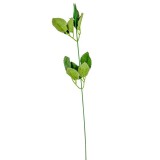 Rózsaszár 45 cm hosszú levelekkel