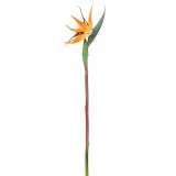 Strelitzia szál 60 cm