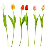 Szálas Tulipán 48 cm - Narancs