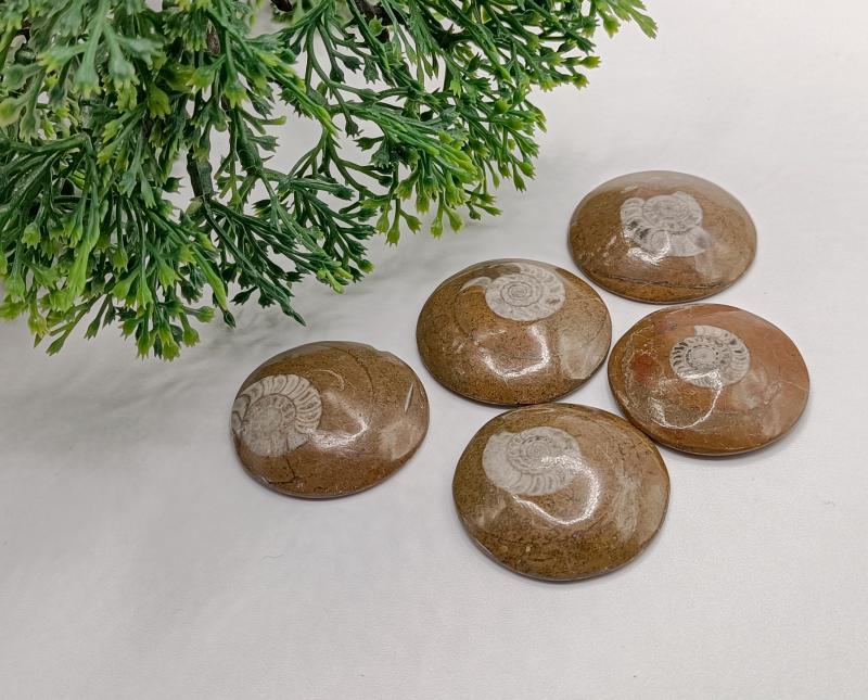 Ammonitesz (Marokkó)