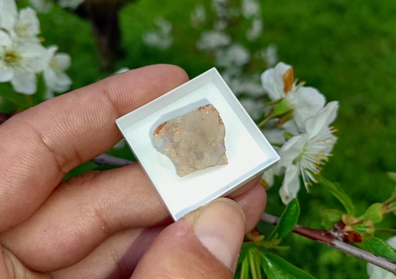 Ausztrál Nemesopál 1