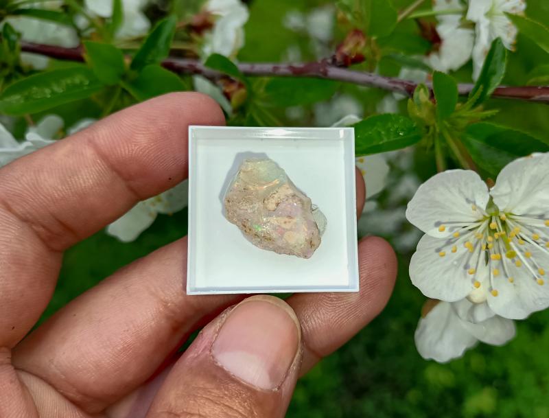 Ausztrál Nemesopál 2