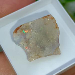 Ausztrál Nemesopál 1