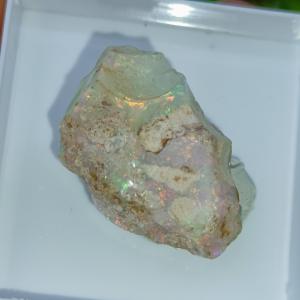 Ausztrál Nemesopál 2