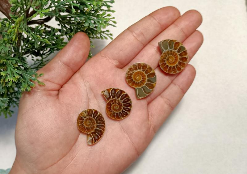 Mini Ammonitesz