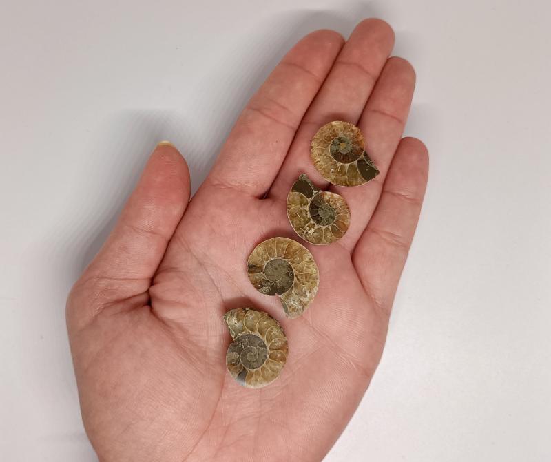 Mini Ammonitesz