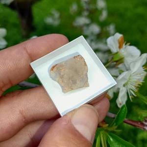 Ausztrál Nemesopál 1