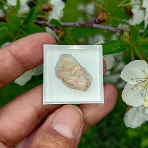 Ausztrál Nemesopál 2