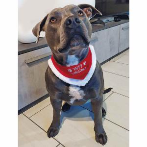 Szövet kutyasál, karácsonyi kendő