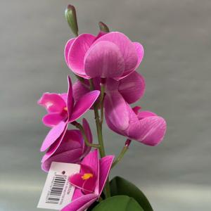 selyemvirág orchidea