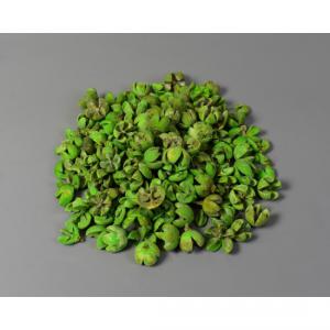 tulipán termés