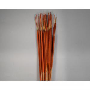 Typha