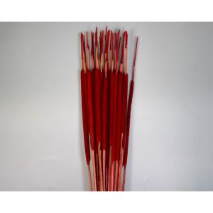 Typha