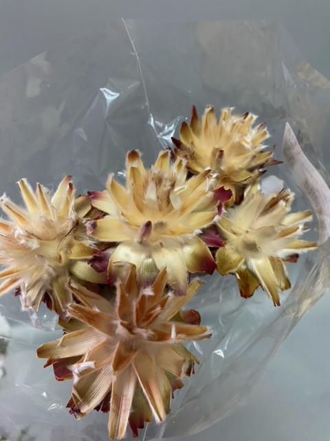 protea rozetta