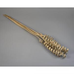 cane cone spring natúr