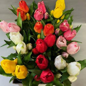 gumi tulipán cserepes