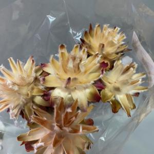 protea rozetta