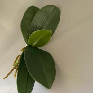 selyemvirág orchidea levél