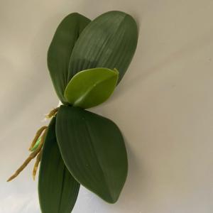 selyemvirág orchidea levél