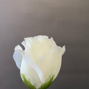 tálcás selyemvirágfej  rózsafej nyiló
