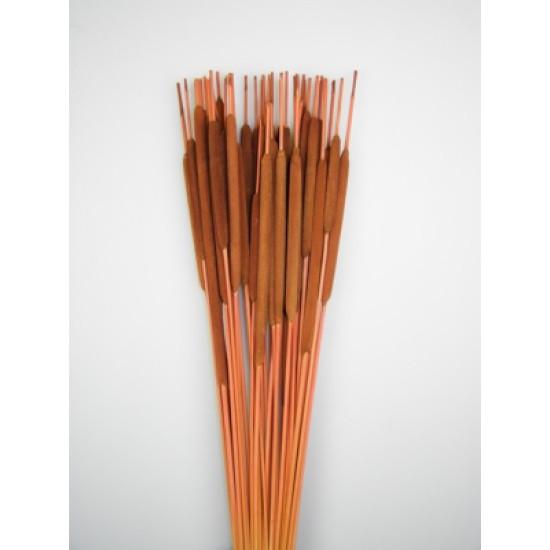 Typha