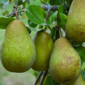 Árpád Dupla Ágyas Körte 40% 0,5L