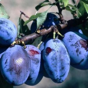 Árpád Dupla Ágyas Szilva 40% 0,5L