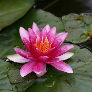 Tavi rózsa mag mix 10db-vegyes színek