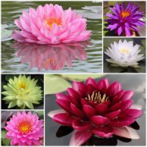 Tavi rózsa mag mix 10db-vegyes színek