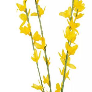 Aranyeső ág M95cm