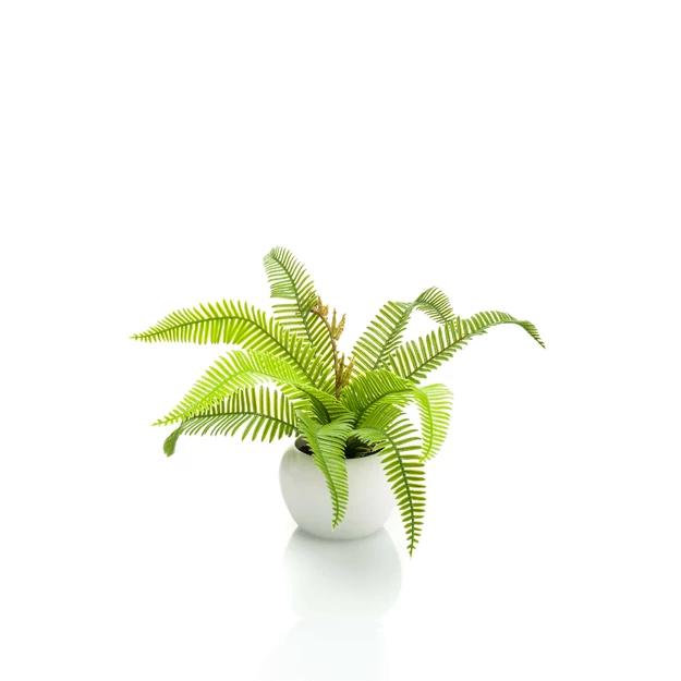 Élethű boston páfrány fehér cserépben 17cm