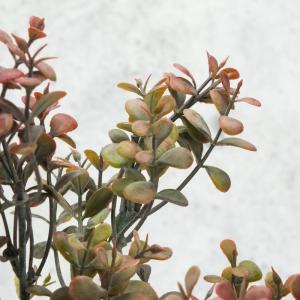Buxus csokor barna