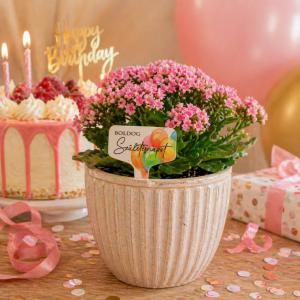 Fa beszúros tábla szögletes - Boldog Szülinapot 3db/csomag