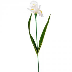 Irisz szálas krém M58cm