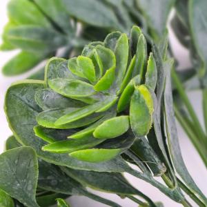 Pozsgás csokor zöld 1db