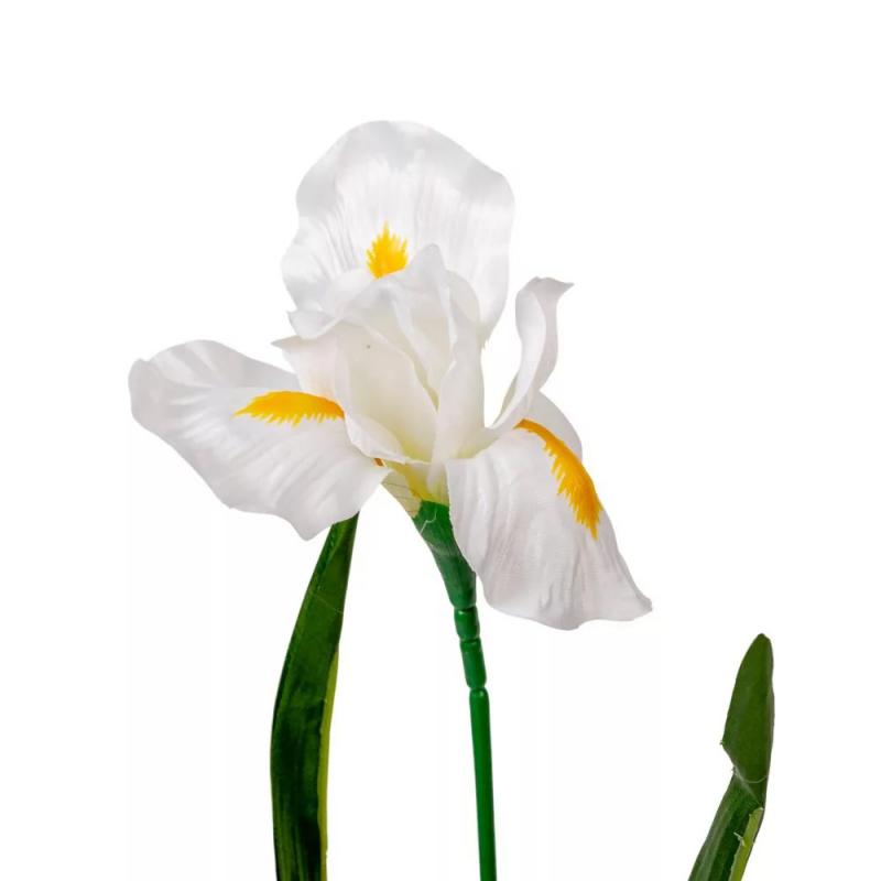 Irisz szálas krém M58cm