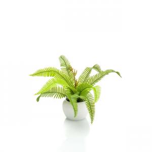 Élethű boston páfrány fehér cserépben 17cm