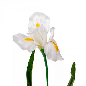 Irisz szálas krém M58cm