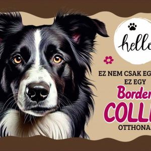 Tálalátét - lábtörlő Border Collie kutyás 60x40cm