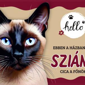 Tálalátét - lábtörlő Sziámi cicás 60x40cm